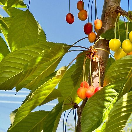 Eco House Summer Garden Kaji-Say المظهر الخارجي الصورة