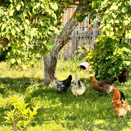 Eco House Summer Garden Kaji-Say المظهر الخارجي الصورة