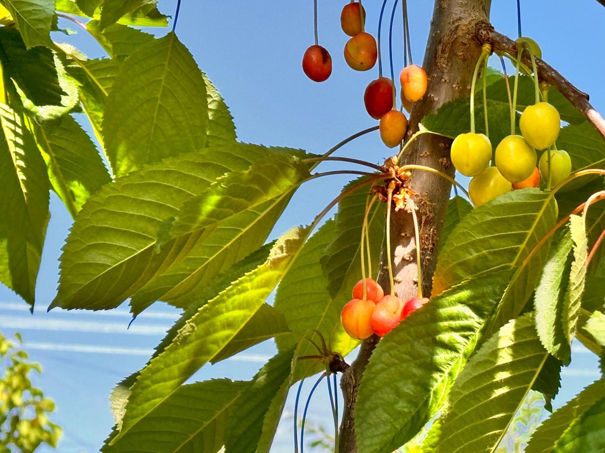 Eco House Summer Garden Kaji-Say المظهر الخارجي الصورة