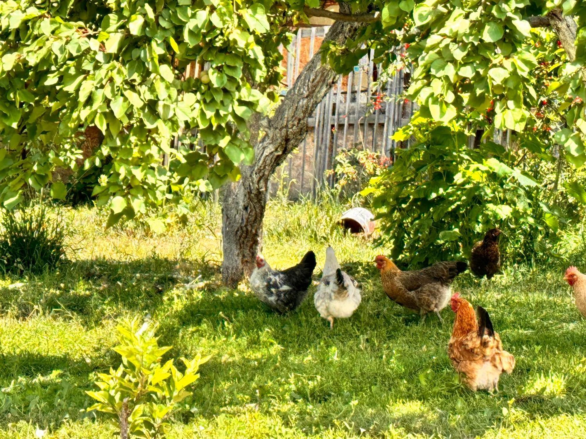 Eco House Summer Garden Kaji-Say المظهر الخارجي الصورة